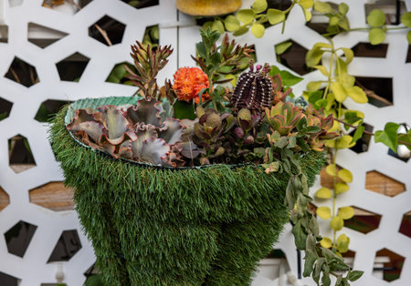 Floristic composition of cacti and sedum on the promenade in Torremolinos. Costa del Sol. Spainの写真素材