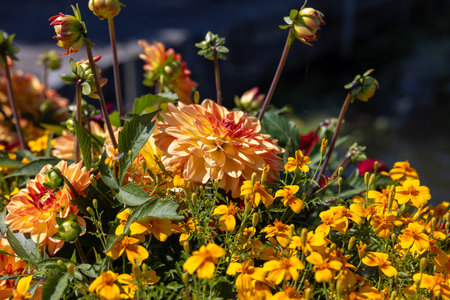 Close up of golden marigold and orange dahlia flowers in gardenの写真素材