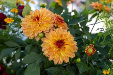 Close up of yellow and orange dahlia flowers in gardenの写真素材