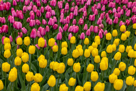 pink and yellow tulips blooming in a gardenの写真素材