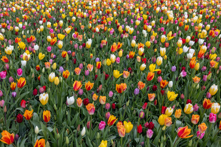 A melange of colorful tulips blooming in a gardenの写真素材