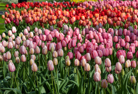 red and pink tulips blooming in a gardenの写真素材