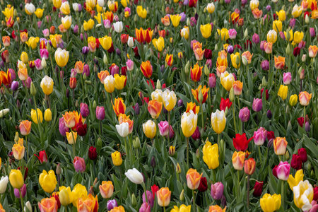 A melange of colorful tulips blooming in a gardenの写真素材