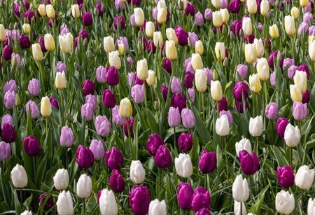 colorful tulips blooming in a gardenの写真素材