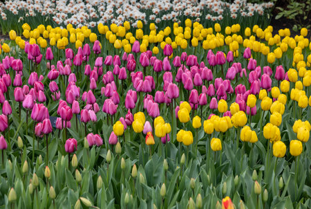pink and yellow tulips blooming in a gardenの写真素材