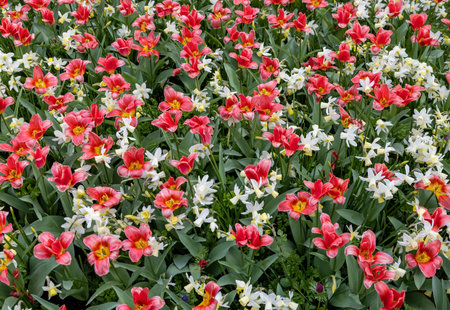 white daffodils and red tulips blooming in a gardenの写真素材