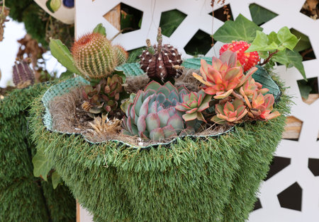 Floristic composition of cacti and sedum on the promenade in Torremolinos. Costa del Sol. Spainの写真素材