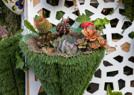 Floristic composition of cacti and sedum on the promenade in Torremolinos. Costa del Sol. Spainの写真素材
