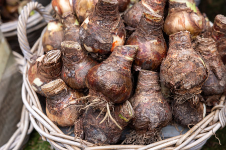 Amsterdam, Netherlands - April 21, 2023: Flowers bulbs at the traditional flower market, Amsterdam, Holland, The Netherlandsのeditorial素材