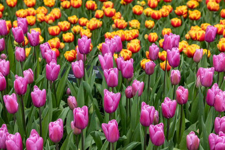 Yellow and purple tulips blooming in a gardenの写真素材