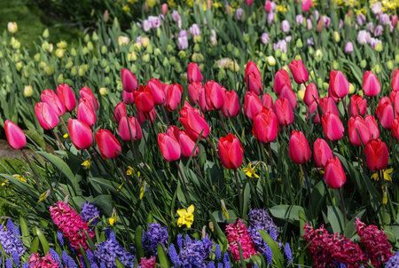 colorful tulips and hyacinths blooming in a gardenの写真素材