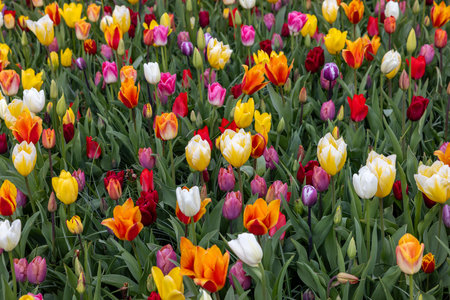 A melange of colorful tulips blooming in a gardenの写真素材