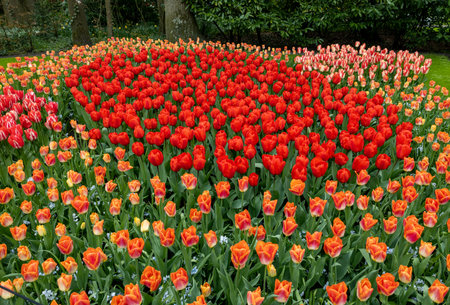 Orange and red tulips blooming in a gardenの写真素材