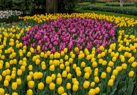 pink and yellow tulips blooming in a gardenの写真素材
