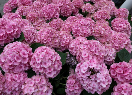 Blooming pink garden hydrangeasの写真素材