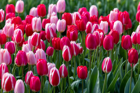 red and pink tulips blooming in a gardenの写真素材