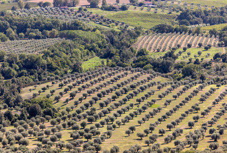 Farmland and olive groves around Montemassi in the province of Grosseto. Italyの写真素材