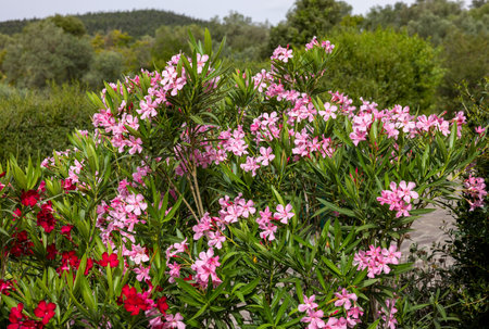 Beautiful small Oleander flowers. a poisonous evergreen shrub that is widely grown in warm countries for its clusters of white, pink, or red flowers.の写真素材