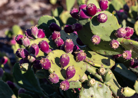 Close-up of Opuntia ficus-indica, cactus pear or prickly pear, with red fruitsの写真素材