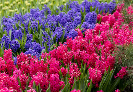 red and blue hyacinths blooming in a gardenの写真素材