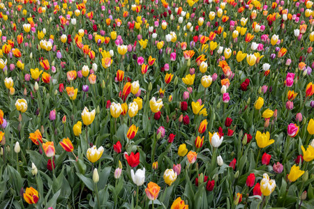 A melange of colorful tulips blooming in a gardenの写真素材