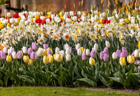 daffodils and colorful tulips blooming in a gardenの写真素材