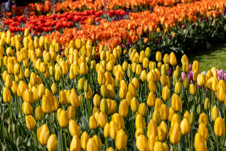 colorful tulips blooming in a gardenの写真素材