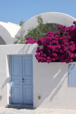Red bougainvillea climbing on the wall of whitewashed house in Oia on Santorini island, Cyclades, Greeceの写真素材