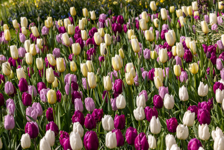 colorful tulips blooming in a gardenの写真素材