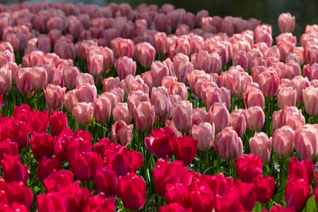 pink and red tulips blooming in a gardenの写真素材
