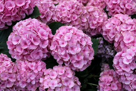Blooming pink garden hydrangeasの写真素材