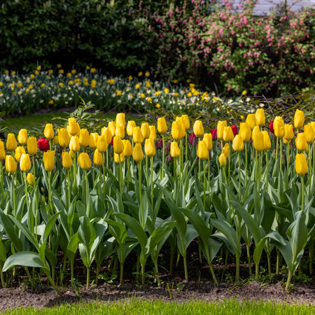 yellow tulips blooming in a gardenの写真素材