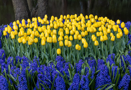 yellow tulips and blue hyacinths blooming in a gardenの写真素材