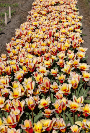 yellow-red tulips blooming in a gardenの写真素材