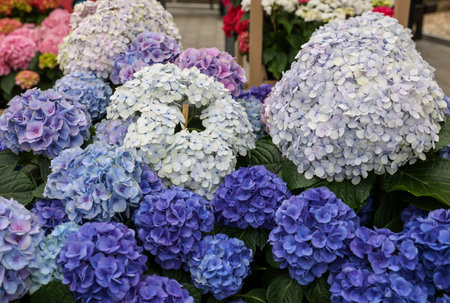 closeup of a beautiful white and blue hydrangea in gardenの写真素材