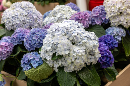 closeup of a beautiful white and blue hydrangea in gardenの写真素材