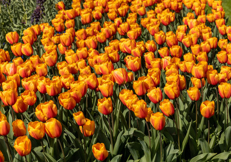 Orange tulips blooming in a gardenの写真素材
