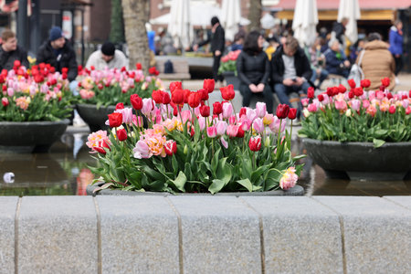 Amsterdam, Netherlands - April 21, 2023: Colorful tulips flowers in the pond in front of the Rijksmuseum in Amsterdam. Netherlandsのeditorial素材