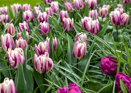 white and purple tulips blooming in a gardenの写真素材