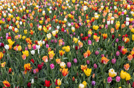 A melange of colorful tulips blooming in a gardenの写真素材