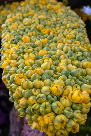 Floristic composition with yellow tulip budsの写真素材