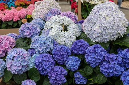 closeup of a beautiful white and blue hydrangea in gardenの写真素材