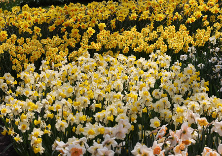 yellow daffodils flowers blooming in a gardenの写真素材