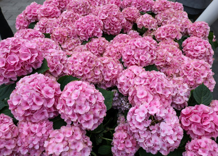 Blooming pink garden hydrangeasの写真素材