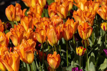 orange tulips blooming in a gardenの写真素材