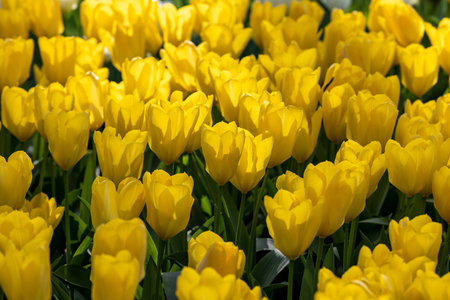 yellow tulips blooming in a gardenの写真素材