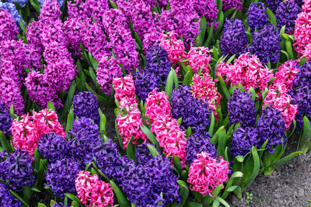 Colorful hyacinths blooming in a gardenの写真素材