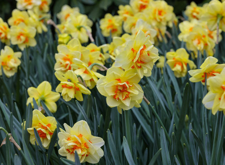 yellow daffodils flowers blooming in a gardenの写真素材