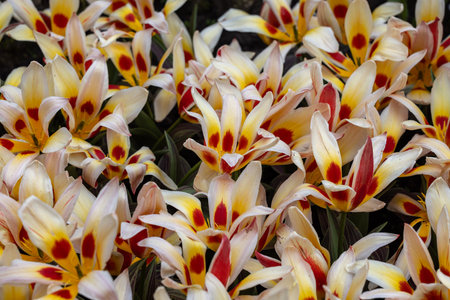 Colorful tulip called Alkmaar. Tulips are divided into groups that are defined by their flower featuresの写真素材