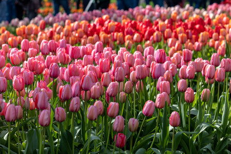 pink and red tulips blooming in a gardenの写真素材